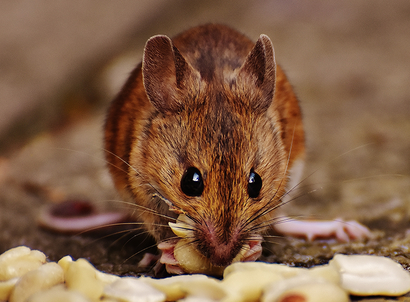 Chuột là ổ chứa virus Hanta để lây sang người